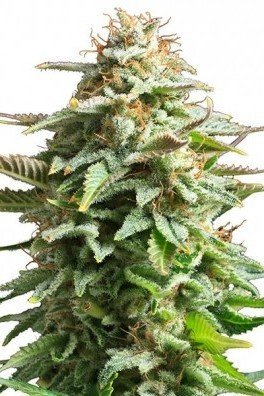 Pineapple Kush (Zativo Seeds)