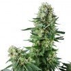 White Widow (Zativo Seeds)