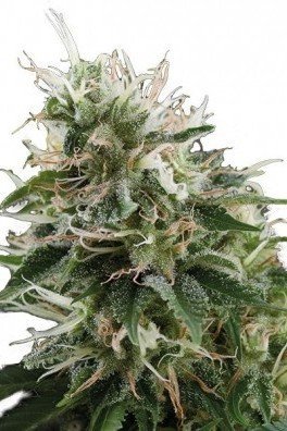 White Widow Autoflowering Zativo Seeds Zativo