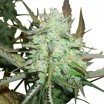 Blueberry Autoflowering (Zativo Seeds)