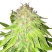 Kalashnikov Autoflowering (Zativo Seeds)