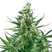 Critical Autoflowering (Zativo Seeds)