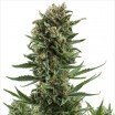 White Widow Autoflowering (Zativo Seeds)