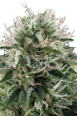 Diesel Kush (Zativo Seeds)