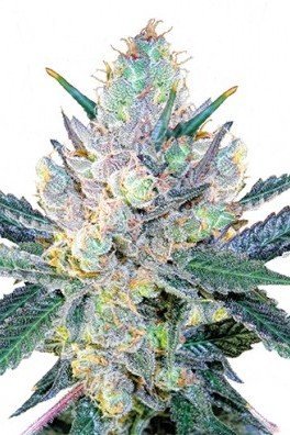 Blue Cheese (Zativo Seeds)