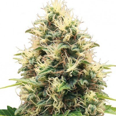 top indica strains