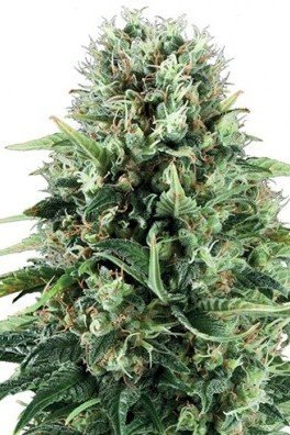 Mystical Blue (Zativo Seeds)