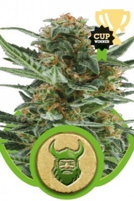 Royal Dwarf (Royal Queen Seeds)