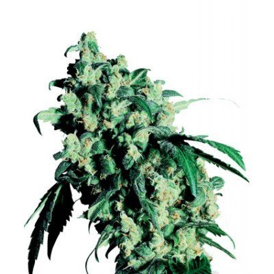 top indica strains