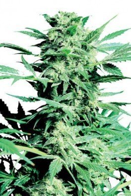 Shiva Skunk (Sensi Seeds)