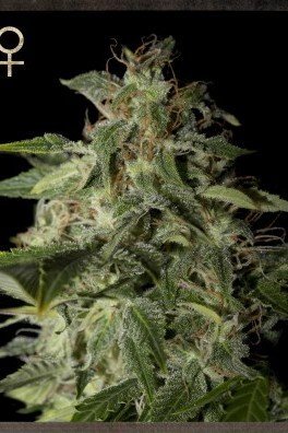 Afgooey (Strain Hunters)