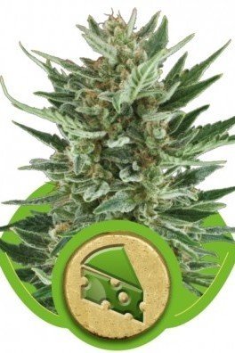 Royal Cheese Automatic (Royal Queen Seeds)