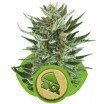 Royal Cheese Automatic (Royal Queen Seeds)