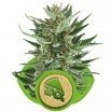 Royal Cheese Automatic (Royal Queen Seeds)