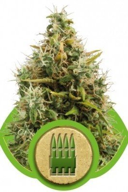 RQS Metal Embossed Grinder - Royal Queen Seeds