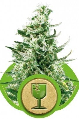 Royal Critical Automatic (Royal Queen Seeds)