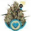 Medical Mass (Royal Queen Seeds)