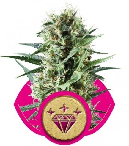 Special Kush 1 (Royal Queen Seeds)