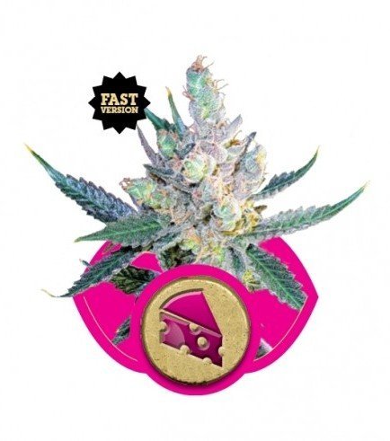 Stress Killer Automatic Semillas de Marihuana - Royal Queen Seeds