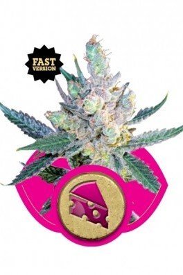 Royal Cheese - Fast Flowering (Royal Queen Seeds)