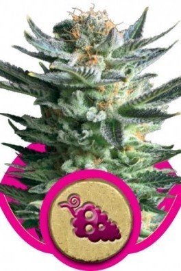 Fruit Spirit (Royal Queen Seeds)