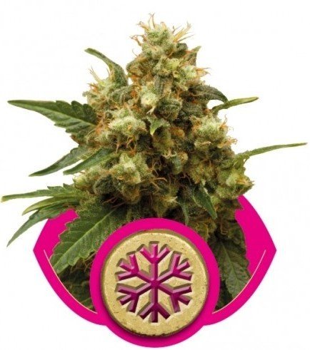 ICE (Royal Queen Seeds)