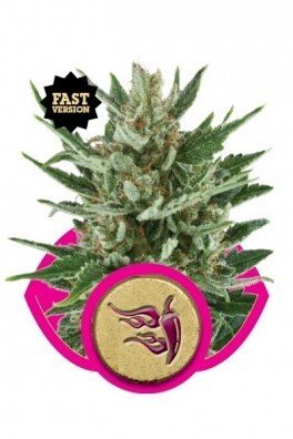 Speedy Chile - Fast Version (Royal Queen Seeds)