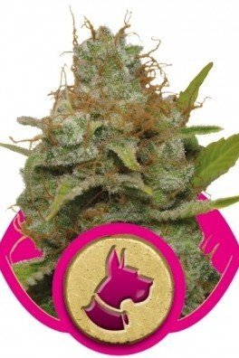 Royal Moby Feminized Cannabis Seeds - RQS Blog