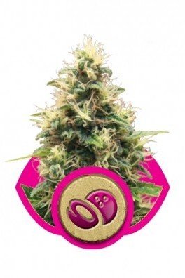 Somango XL (Royal Queen Seeds)