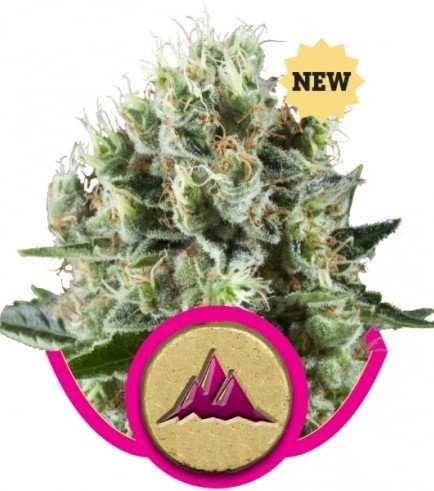 Stress Killer Automatic Semillas de Marihuana - Royal Queen Seeds