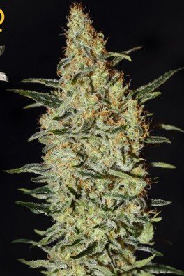 Neville's Haze (Greenhouse Seeds)