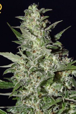 Super Critical Autoflowering (Greenhouse Seeds)