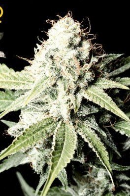 Great White Shark (Greenhouse Seeds)