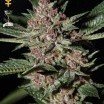 Bubba Kush (Greenhouse Seeds)