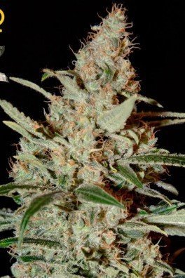 Chemdog (Greenhouse Seeds)