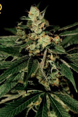 Train Wreck (Greenhouse Seeds)