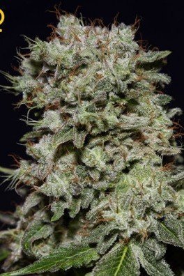 Kalashnikova (Greenhouse Seeds)