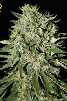 The Doctor (Greenhouse Seeds)