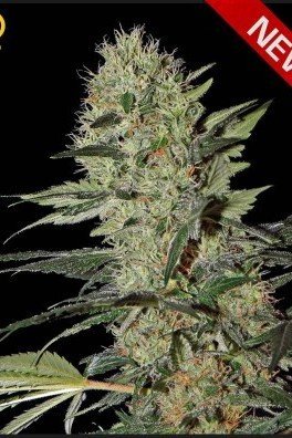 Exodus Cheese Autoflowering (Greenhouse Seeds)