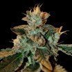 Cataract Kush (DNA Genetics)