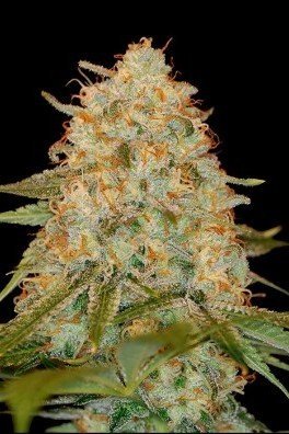 LA Chocolat (DNA Genetics)