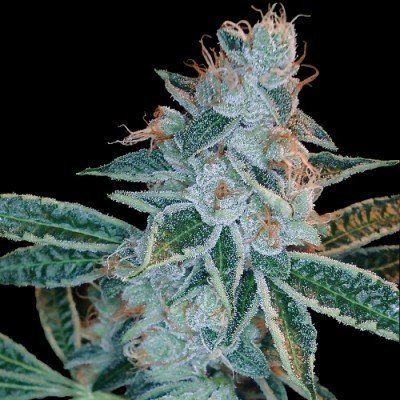 top indica strains