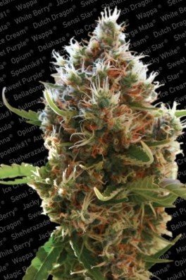 Lucid Bolt (Paradise Seeds)