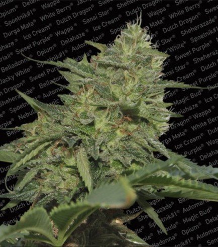 Original Cheese (Paradise Seeds) - Zativo