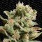 Dutch Dragon (Paradise Seeds)