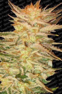 Ice Cream (Paradise Seeds)