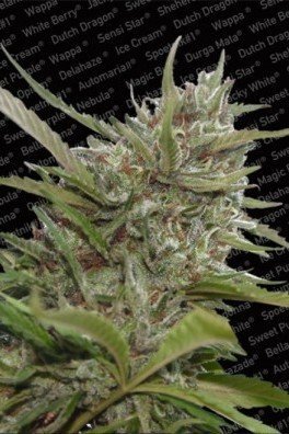 Auto Whiteberry (Paradise Seeds)