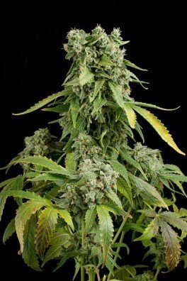 Blue Cheese Autoflowering (Dinafem)