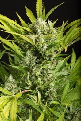 Blue Critical Autoflowering (Dinafem)