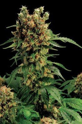 California Hash Plant (Dinafem)